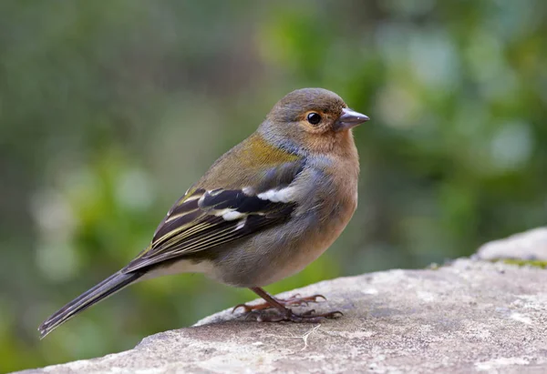 美しいフィンチ鳥の景色 — ストック写真