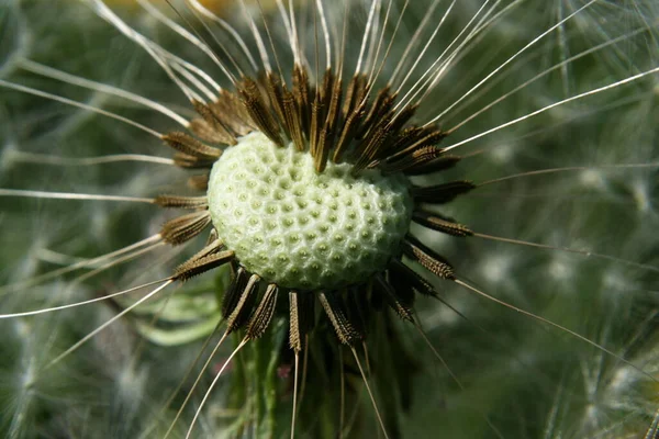 Beautiful Botanical Shot Natural Wallpaper — Stock Photo, Image