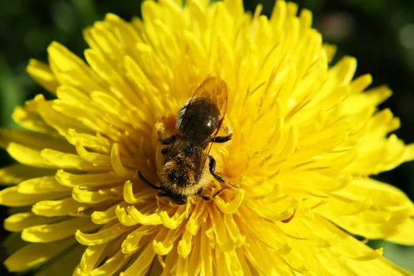 Biene Auf Löwenzahnblüte — Stockfoto