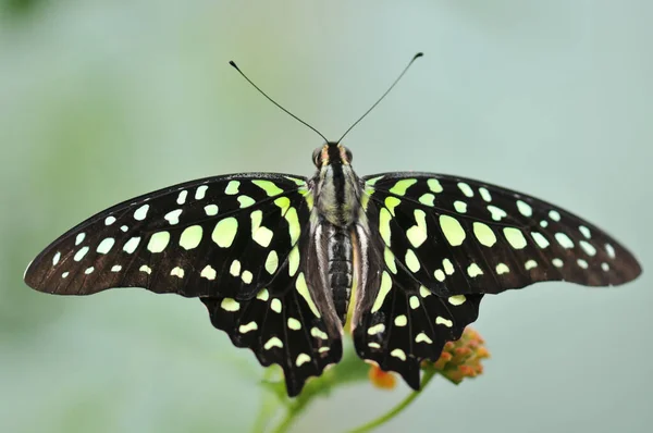 Gros Plan Bug Nature Sauvage — Photo