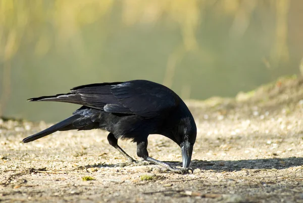 Closeup Profile Carrion Crow Corcus Corone Ground — Stock Photo, Image