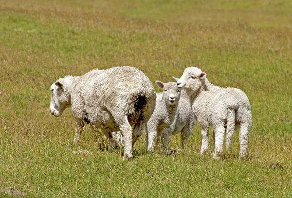 Animali Giovani Attenzione Selettiva — Foto Stock