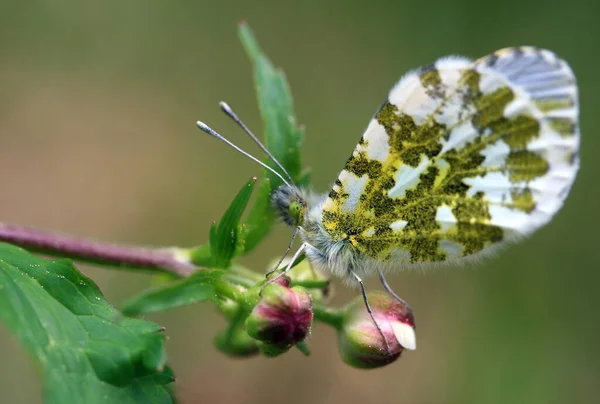 Vue Rapprochée Beau Papillon Coloré — Photo