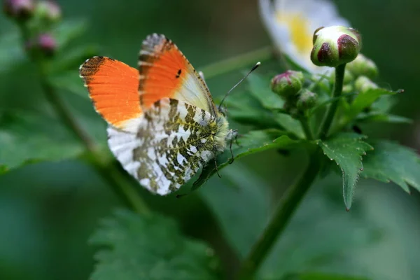 Gros Plan Bug Nature Sauvage — Photo