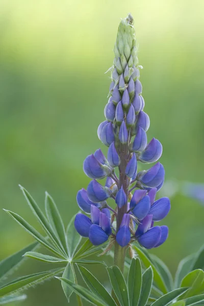 Early Summer Lupines Bloom Many Meadows Also Many Roadsides — 스톡 사진