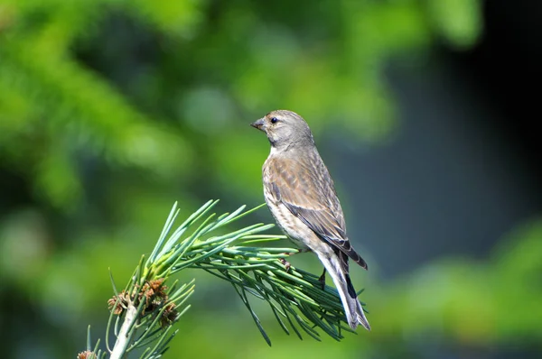 Vista Pássaro Bonito Natureza — Fotografia de Stock