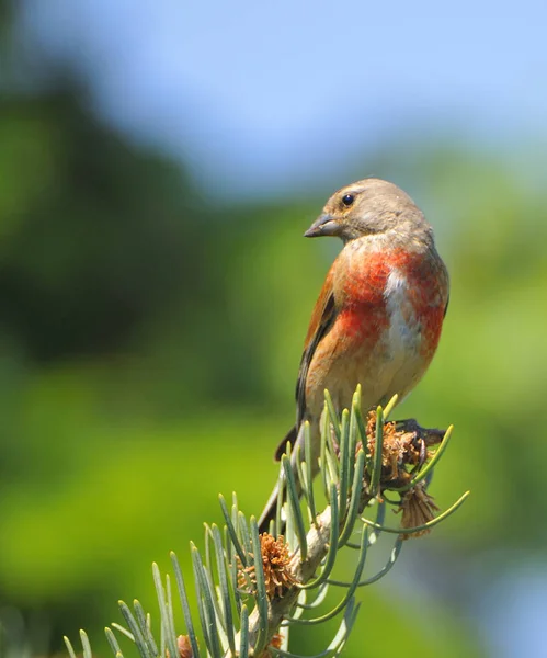 Aussichtsreiche Aussicht Auf Schöne Vögel Der Natur — Stockfoto