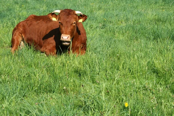牧草地に牛を寝かし — ストック写真