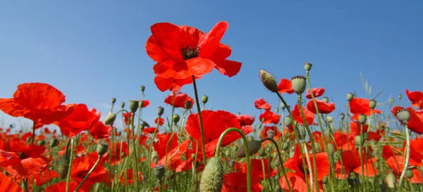 Vackra Vallmo Blommor Bakgrunden — Stockfoto