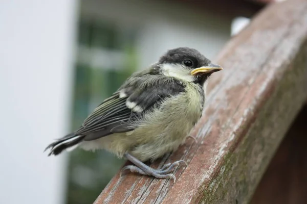 Vista Panorámica Hermoso Pájaro Titmouse — Foto de Stock