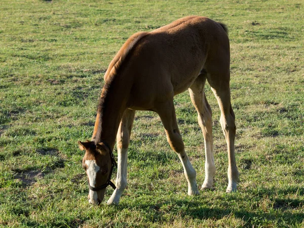 Čistokrevná Koňská Zvířata Hřišti — Stock fotografie