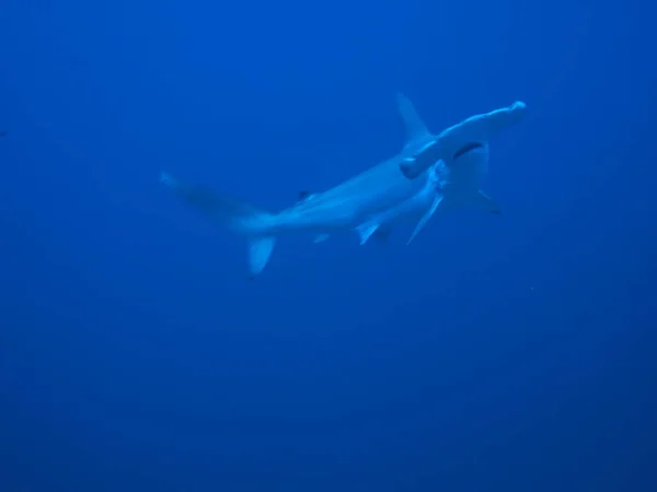 Cabeça Martelo Escalopada Antes Cocos Iceland Durante Tubarão Escola Maio — Fotografia de Stock