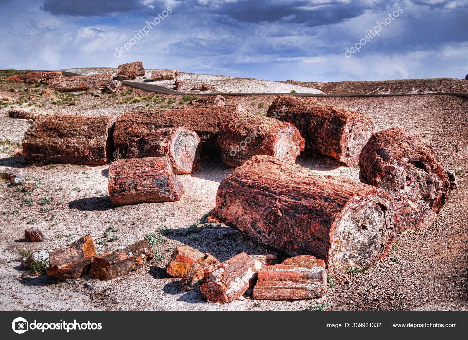 Árboles Petrificados Parque Nacional Bosques Petrificados fotografía
