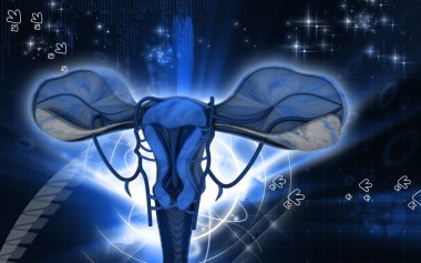 Digital illustration of  Uterus  in  colour  background	 clipart