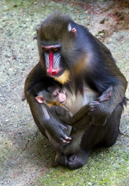 Mandrill female with her tiny newborn, when feeding your child. clipart
