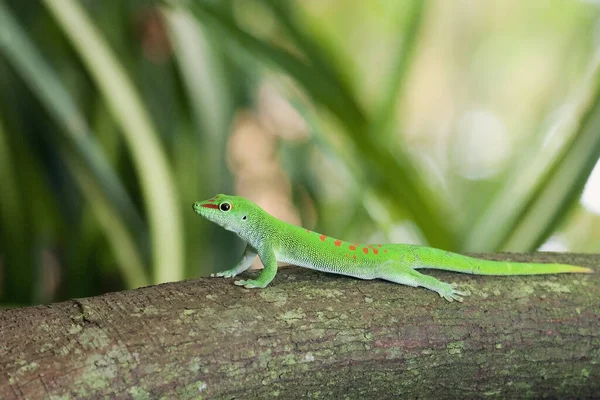 Gecko Reptilienechse Tropisches Tier — Stockfoto