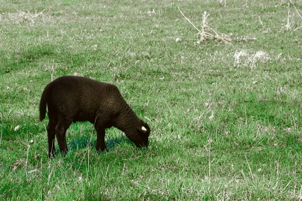 Ovelha Negra Pasto — Fotografia de Stock