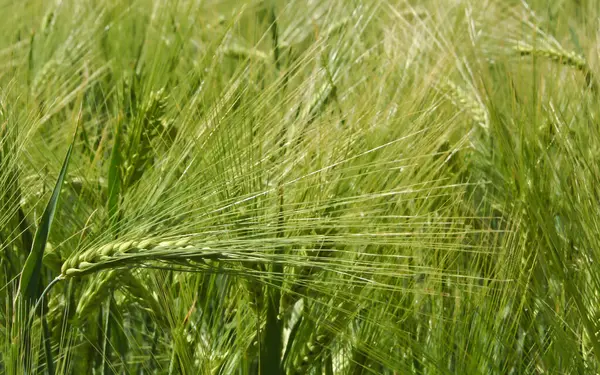 小麦を栽培している田舎の畑で — ストック写真