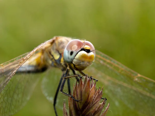 Odonata Mosca Lechera Flora Natural — Foto de Stock