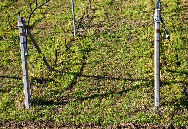Vineyard Drip Irrigation System Running Top Vines — Stock Photo, Image