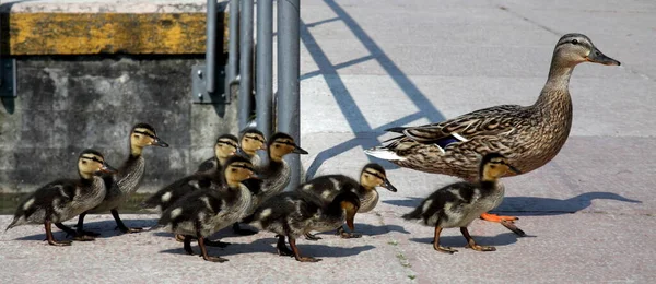 Imagen Familia Del Pato — Foto de Stock