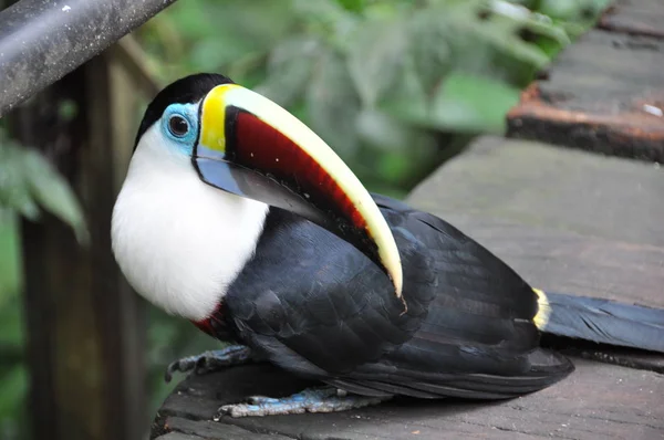 Toucan Bird Brahb Colorful Close — стоковое фото