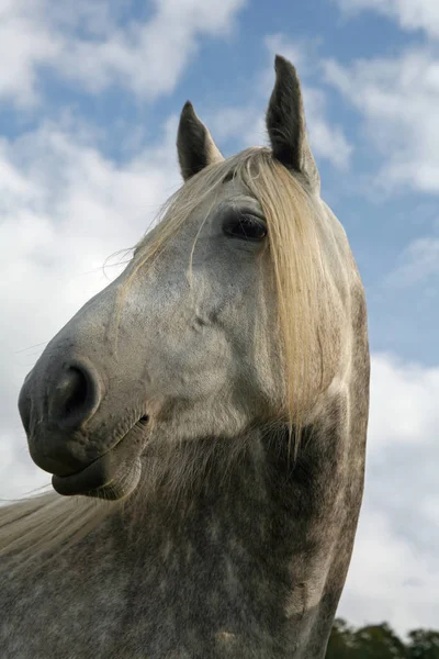 Bonito Cavalo Selvagem Natureza — Fotografia de Stock