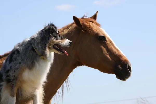 Australischer Schäferhund Mit Pferd — Stockfoto