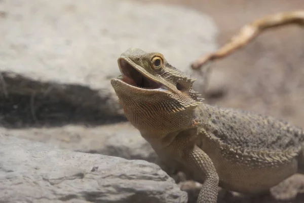 Dragão Barbudo Lagarto Exótico Reptiliano — Fotografia de Stock