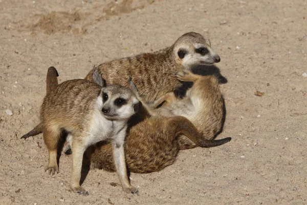 Meerkaty Zvířata Suricata Suricatta — Stock fotografie