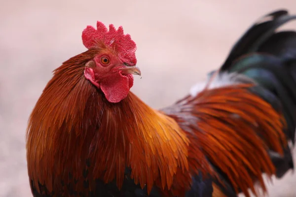 Nahaufnahme Eines Hahns — Stockfoto