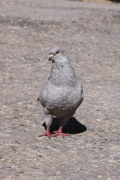 Pombo Chão — Fotografia de Stock