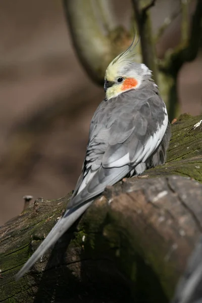 Malerischer Blick Auf Schöne Nymphensittiche — Stockfoto