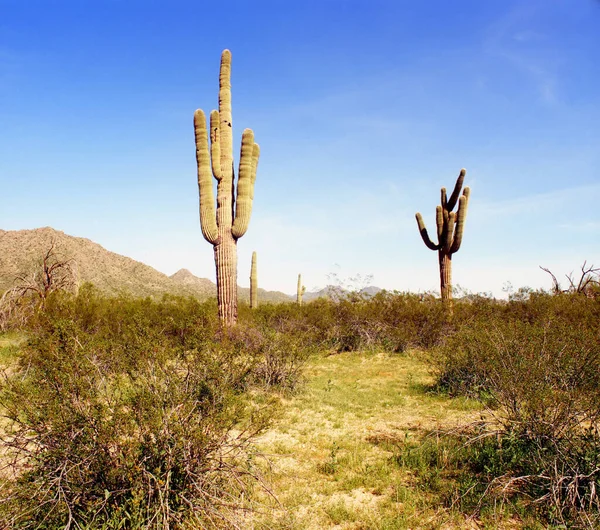 Arizona Paisaje Del Desierto Con Viejos Cactus Saguaro —  Fotos de Stock