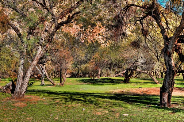 Arizona Güzel Bir Orman Park — Stok fotoğraf