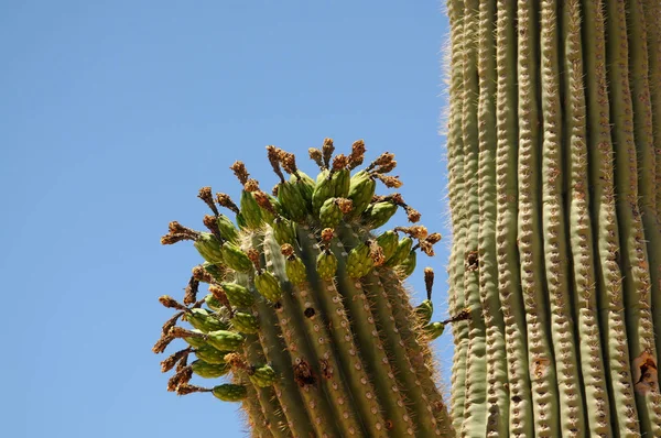 Drogen Van Saguaro Cactus Toppen Cereus Giganteus — Stockfoto