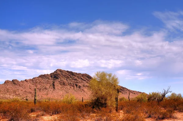 Arizona Woestijn Berg Het Voorjaar — Stockfoto