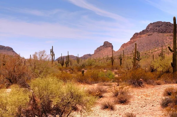 Arizona Woestijn Berg Het Voorjaar — Stockfoto