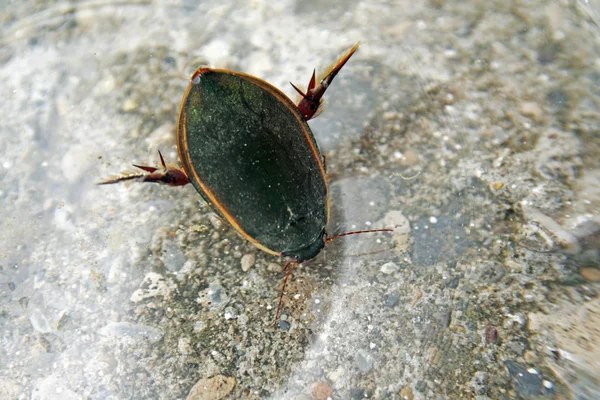 Närbild Insekter Vild Natur — Stockfoto