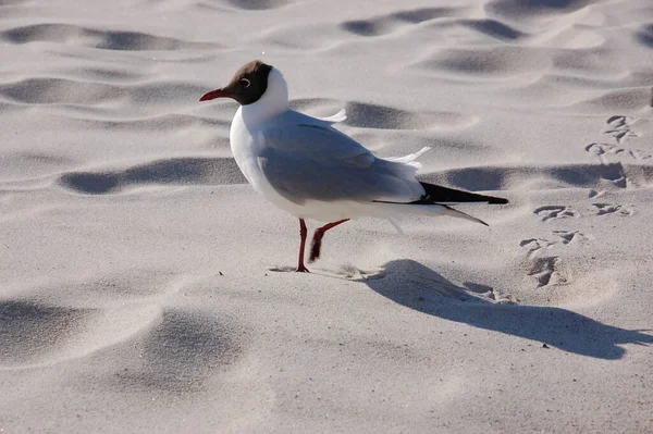 Gaivota Praia — Fotografia de Stock