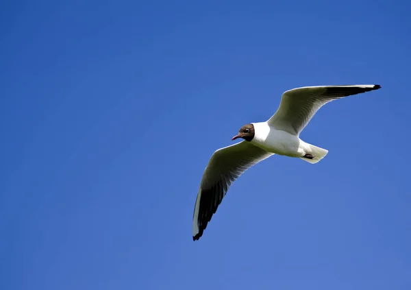Mediterranean Gull Flying Blue Sky Background — Stock Photo, Image