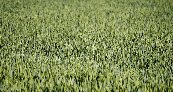 Primo Piano Raccolto Verde Sotto Sole Campo — Foto Stock