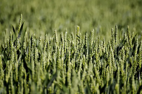 Close Van Groen Gewas Zon Een Veld — Stockfoto