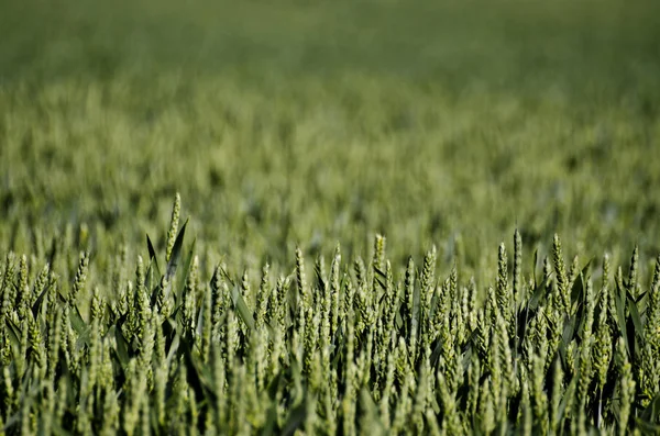 Close Van Groen Gewas Zon Een Veld — Stockfoto