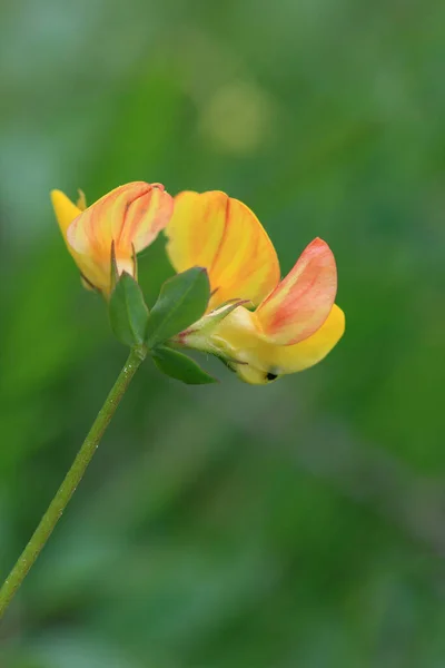 Krásný Botanický Záběr Přírodní Tapety — Stock fotografie