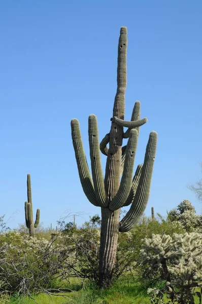 Tropisk Exotisk Växtkaktus — Stockfoto