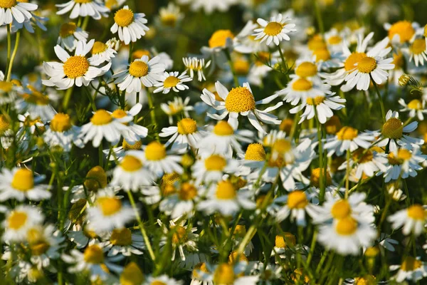Chamomile Filed Flowers Summer Flora — Stock Photo, Image