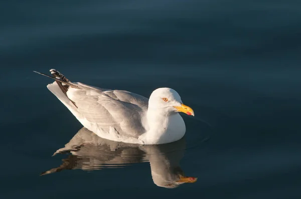 Schilderachtig Uitzicht Mooie Schattige Meeuw Vogel — Stockfoto