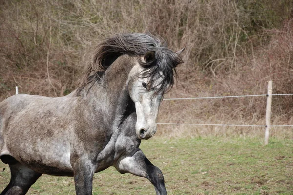 Hästar Utomhus Dagen — Stockfoto