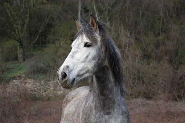 Bonito Cavalo Selvagem Natureza — Fotografia de Stock